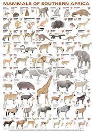 Here is a list of the most endangered african animals. Southern African Mammals Africa Animals African Animals Animals Wild