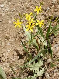 Image result for Crepis newii