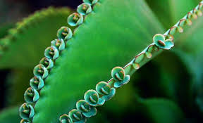 Image result for Kalanchoe pinnata