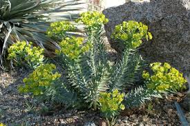 Image result for Euphorbia williamsonii