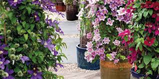 Plant the clematis with its crown at least 1 inch below the potting soil surface. How To Grow Clematis Best Clematis Varieties Which