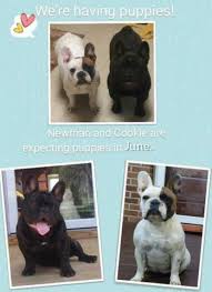 A reputable breeder will not breed or sell dogs with disqualifying colors. French Bulldog Puppy Dog For Sale In Akron Ohio