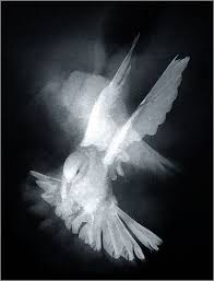 Black And White Pigeon Pictures Dove Birds Birds In The Sky Black And White