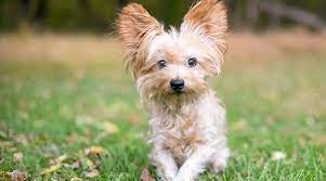 Yorkie Mixes 20 Different Yorkshire Terrier Crossbreeds With Pictures