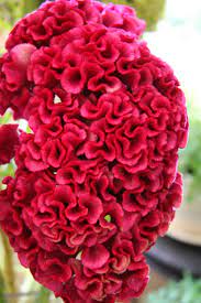 30 Celosia Cristata Cockscomb Cramer S Rose Heirloom Etsy In 2021 Coxcomb Flowers Flower Seeds Beautiful Flowers