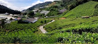 Cameron highlands hotels are mostly situated in tanah rata but there are a few in brinchang and kampung raja too! B Home Blue Valley Jaya Cameron Highlands Apartments For Rent In Tanah Rata Pahang Malaysia