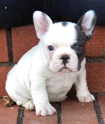Our puppies are akc registered. French Bulldog Puppies For Adoption Near Me The Y Guide