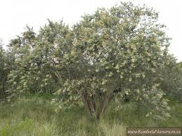 Image result for Brachylaena discolor