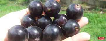 Producing round, black delicious fruit tasting like a combination of grapes and cherries. Cheerakuzhy
