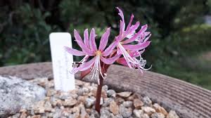 Image result for Jamesbrittenia carvalhoi