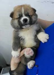 In the kennel are now other mo. Akita Puppy For Sale In San Francisco Ca Adn 71244 On Puppyfinder Com Gender Male Age 4 Weeks Old Akita Puppies For Sale Akita Puppies Puppies For Sale