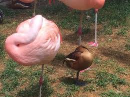 16 Ducks That Think They Re Flamingos Fun Facts About Animals Flamingo Animal Facts