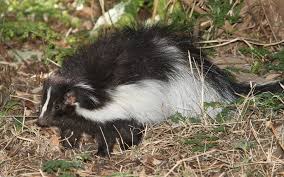 Any of several small omnivorous mammals of the americas belonging to the family. The Skunk Gardener S Best Friend And Master Of Pest Control