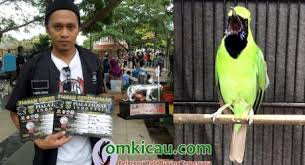 We did not find results for: Burung Cucak Hijau Om Kicau