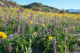 Maybe you would like to learn more about one of these? California Super Bloom Where To See Desert Wildflowers In Palm Springs