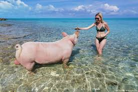 ✈ alle informationen zu ihrem ausflug auf die inselgruppe der exumas. Long Island Die Schwimmenden Schweine Auf Dove Cay Bahamas