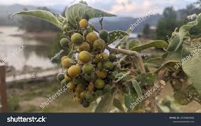 Image result for Solanum mauritianum