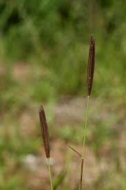 Image result for Chloris virgata