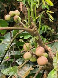 Image result for Aphanamixis