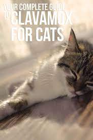 Clavamox For Cats A Guide To Uses Dosage And Side Effects