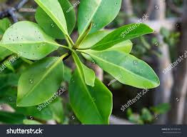 Image result for Rhizophora mucronata