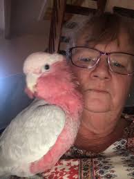 Lost and Found: Gizmos the Bird in Wilmington, South Australia