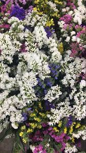 Statice Flower Wholesale Flowers Dried Flower Arrangements Beautiful Flower Arrangements