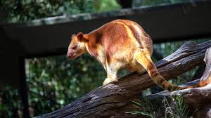Image result for tree kangaroo