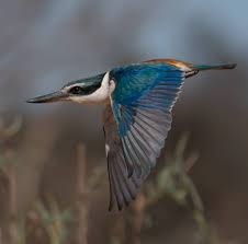 Australian Birds In Flight Images Pin By Xing Chen On Birds Nature Birds Birds Kingfisher