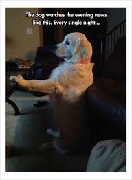 1 Memes A Happy Peacock Dog 2 My Dog Keeps Following Me 3 This Dog Is Concerned Evening News 4 Time To Funny Animal Pictures Funny Animal Memes Funny Dogs