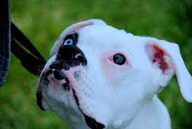 Tips Learned Training Nitro Deaf Dogs Rock Deaf Dog Deaf Dog Training Dog Rocks