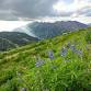 Wasatch Wildflower Festival