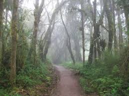 Image result for Macaranga kilimandscharica