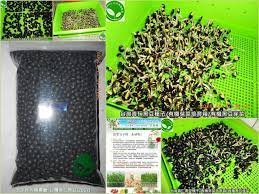 有機芽菜芽菜種子芽菜機芽菜箱水耕盤 2017年度 本土台灣青仁黑豆 年度限定 鮮採上架 老年疾病 高膽固醇者 應多吃有機黑豆芽菜苗 organic sprouts