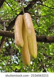 Image result for Kigelia africana