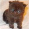 Persian Kittens For Sale by Reputable Breeders | Pets4You