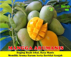 Beli buah mangga harum manis online berkualitas dengan harga murah terbaru 2021 di tokopedia! Jual Bibit Mangga Harum Manis 70cm Jualbenihmurah Com