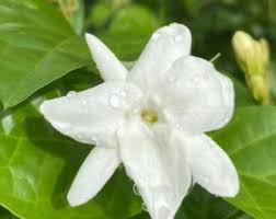 Image result for Jasminum schimperi