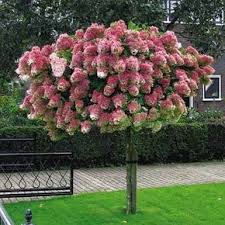 Tree Hydrangea Flowering Trees Plants Planting Hydrangeas
