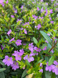 Image result for Cuphea