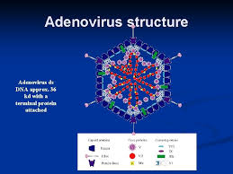 Adenovirus cement protein structures reveal the molecular basis of the maturation cleavage of vi that is needed for endosome rupture and delivery of the virion into cytoplasm. Adenovirus Vectors Gene Therapy2008 Virology 1 N Infectivity