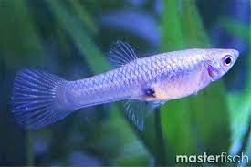 Endler livebearer top quality red chest n class endler pure males. Guppy Endler Tiger Online Shop