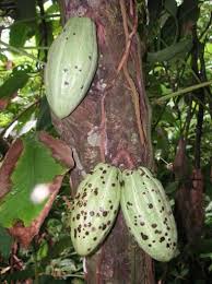 Image result for Monanthotaxis ferruginea