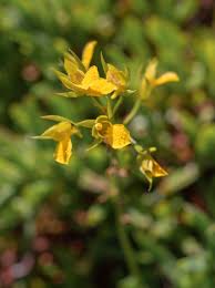 Image result for Orthochilus