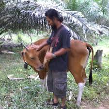 Pertamanya aku kasihan lihat cewekku, bapaknya kan udah cerai ama ibunya. Lembu Pawah Moden Posts Facebook