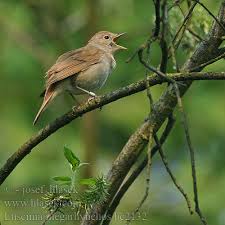 Formerly classed as members of the thrush family turdidae. Luscinia Megarhynchos Nightingale Nachtigall Rossignol Philomale