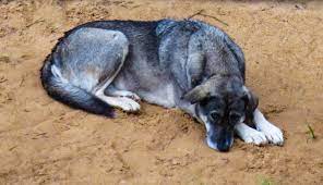 Arthrose Beim Hund Symptome Ursachen Und Behandlung