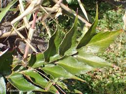 Image result for Megalastrum lanuginosum