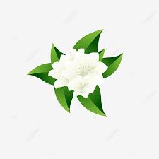 Melati mempunyai bentuk batang yang tegak dan dapat tumbuh menahun dengan cara merambat. Jasmine Flowers Set Design Jasmine Flowers Jasmine Flower Png And Vector With Transparent Background For Free Download