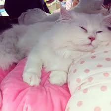 my white persian cat mingming at the pet shop like buy me this kedi